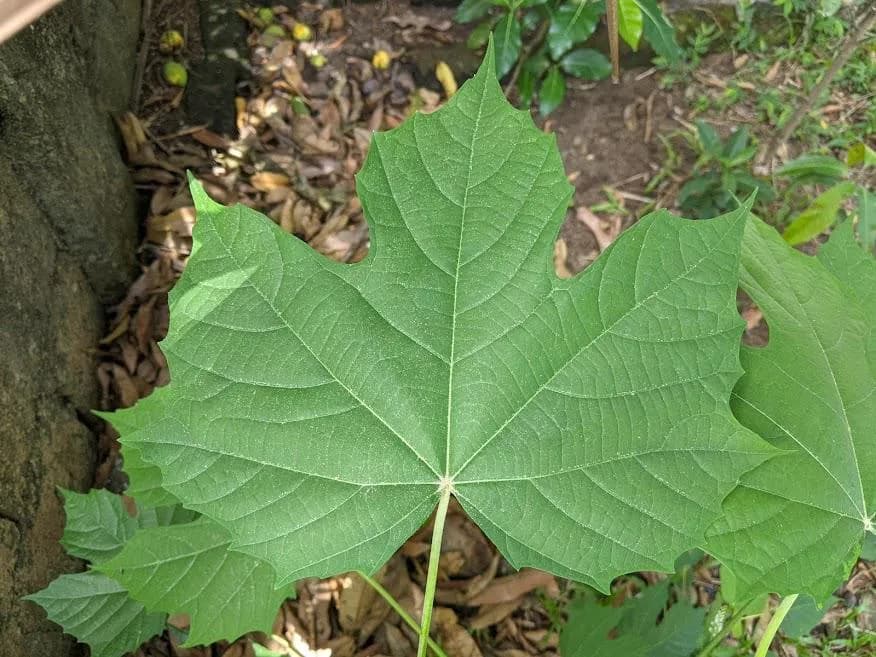 Maple franchise photo