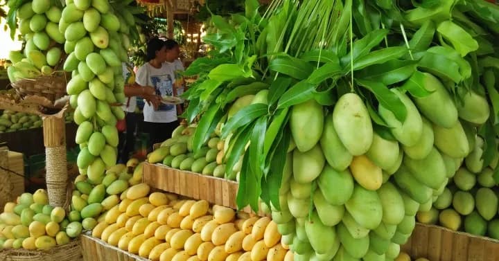 The Mango Farm franchise photo